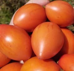 Semillas de Berenjena Naranja